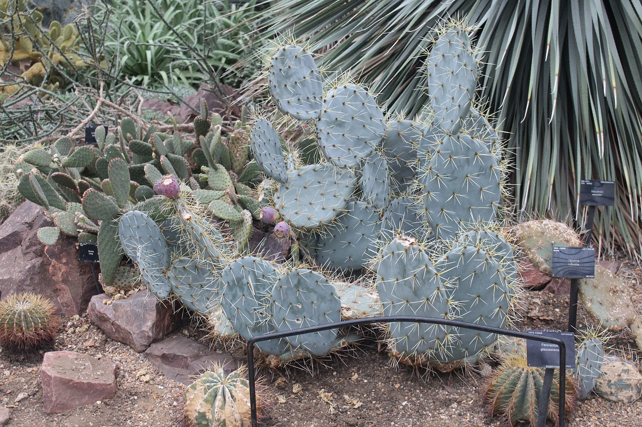 biodiversidad mexico