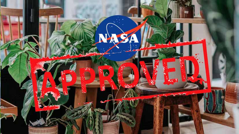 nasa recomienda plantas interior para purificar aire