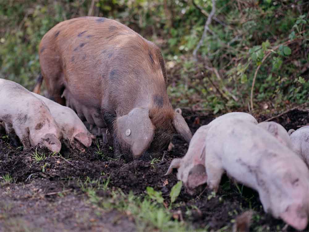 Purines de cerdo